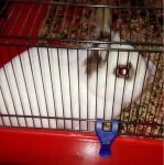ROKY_1