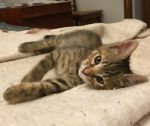 ROSY-isotta_2