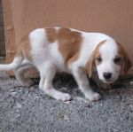 thumb_evita_ferentino3