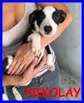 nikolay