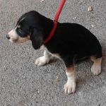 patty_ferentino4