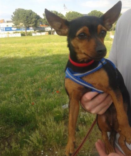 trovata_pinscher_a_roma