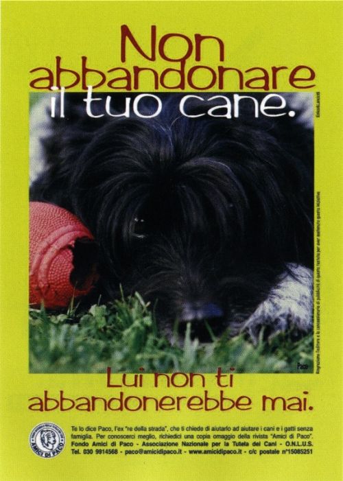 Non abbandonare il tuo cane.